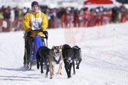 Lenk 2013